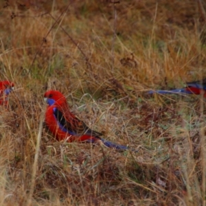 Platycercus elegans at Namadgi National Park - 8 Jul 2024 09:00 AM