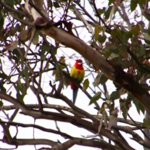 Platycercus eximius at Namadgi National Park - 8 Jul 2024