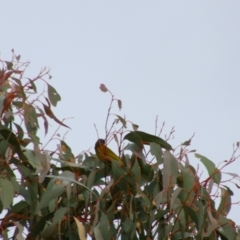 Nesoptilotis leucotis (White-eared Honeyeater) at Namadgi National Park - 8 Jul 2024 by MB