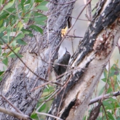 Cormobates leucophaea at Tharwa, ACT - 7 Jul 2024 by MB