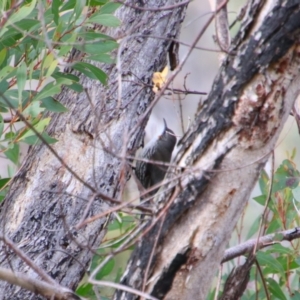 Cormobates leucophaea at Namadgi National Park - 8 Jul 2024