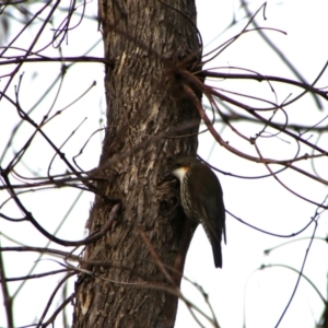 Cormobates leucophaea at Namadgi National Park - 8 Jul 2024