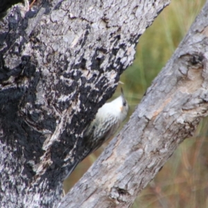 Cormobates leucophaea at Namadgi National Park - 8 Jul 2024