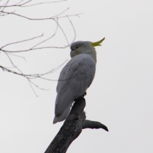 Cacatua galerita at Namadgi National Park - 8 Jul 2024