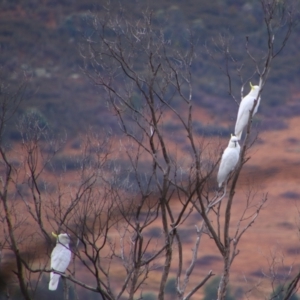 Cacatua galerita at Namadgi National Park - 8 Jul 2024 09:53 AM