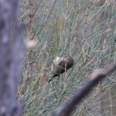 Acanthiza pusilla at Tharwa, ACT - 8 Jul 2024 by MB