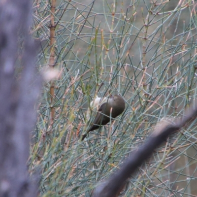 Acanthiza pusilla at Tharwa, ACT - 8 Jul 2024 by MB