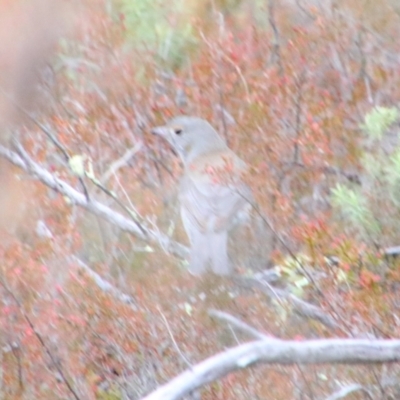 Colluricincla harmonica at Tharwa, ACT - 8 Jul 2024 by MB