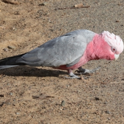 Eolophus roseicapilla (Galah) at Dickson, ACT - 7 Jul 2024 by AlisonMilton