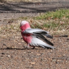 Eolophus roseicapilla at Dickson, ACT - 7 Jul 2024