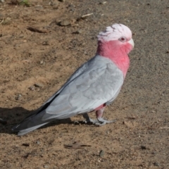 Eolophus roseicapilla at Dickson, ACT - 7 Jul 2024