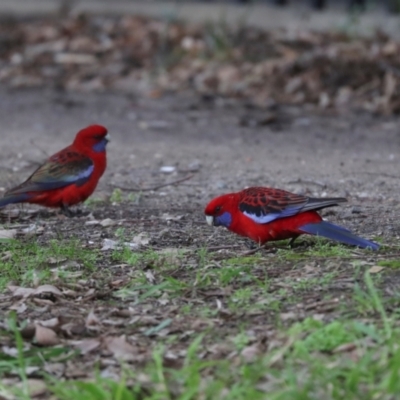 Platycercus elegans (Crimson Rosella) at City Renewal Authority Area - 7 Jul 2024 by AlisonMilton