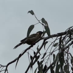 Anthochaera carunculata (Red Wattlebird) at Isaacs, ACT - 8 Jul 2024 by Mike