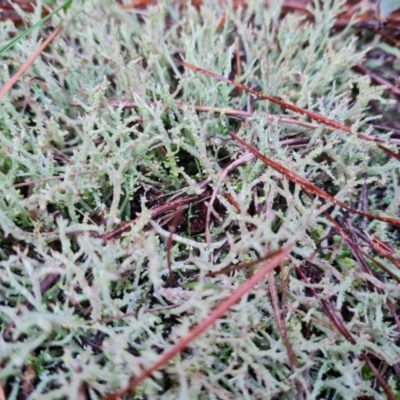 Cladonia rigida at Watson, ACT - 8 Jul 2024 by Mike