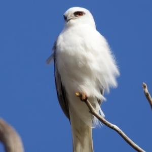 Elanus axillaris at Kenny, ACT - 7 Jul 2024