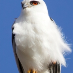 Elanus axillaris at Kenny, ACT - 7 Jul 2024