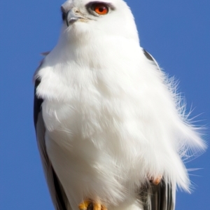 Elanus axillaris at Kenny, ACT - 7 Jul 2024