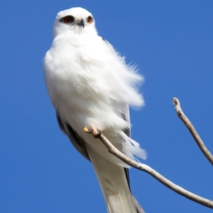 Elanus axillaris at Kenny, ACT - 7 Jul 2024