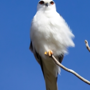 Elanus axillaris at Kenny, ACT - 7 Jul 2024