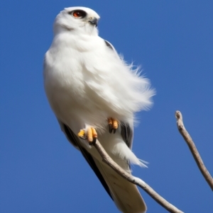 Elanus axillaris at Kenny, ACT - 7 Jul 2024