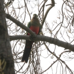 Alisterus scapularis (Australian King-Parrot) at Lyneham, ACT - 7 Jul 2024 by AlisonMilton