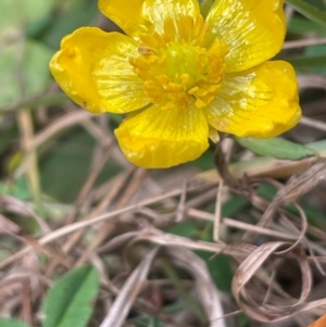 Ranunculus repens at Melrose - 8 Jul 2024 01:27 PM