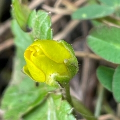 Ranunculus repens at Melrose - 8 Jul 2024 01:27 PM