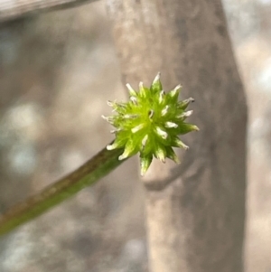 Ranunculus repens at Melrose - 8 Jul 2024