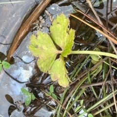 Ranunculus repens at Melrose - 8 Jul 2024