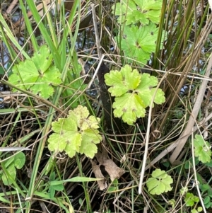 Ranunculus repens at Melrose - 8 Jul 2024 01:27 PM