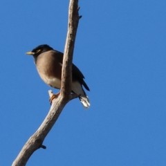 Acridotheres tristis (Common Myna) at Wodonga - 6 Jul 2024 by KylieWaldon