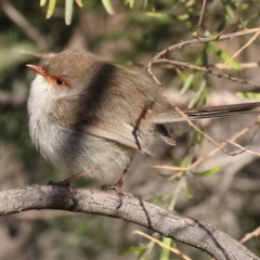 Malurus cyaneus (Superb Fairywren) at Wodonga, VIC - 6 Jul 2024 by KylieWaldon