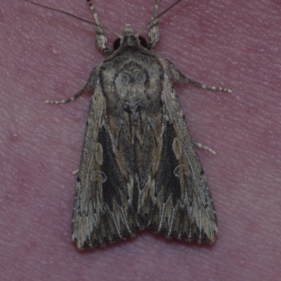 Persectania dyscrita (Inland Armyworm) at Corio, VIC - 5 Dec 2010 by WendyEM