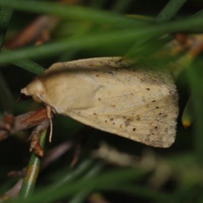 Helicoverpa (genus) (A bollworm) at Corio, VIC - 4 Dec 2010 by WendyEM