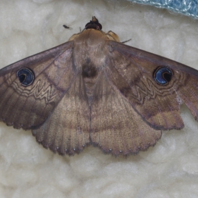 Dasypodia selenophora (Southern old lady moth) at Corio, VIC - 4 Dec 2010 by WendyEM