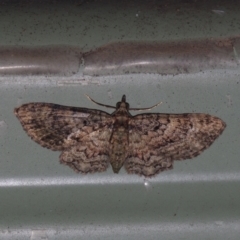 Chloroclystis catastreptes (Green and Brown Carpet) at Corio, VIC - 4 Dec 2010 by WendyEM