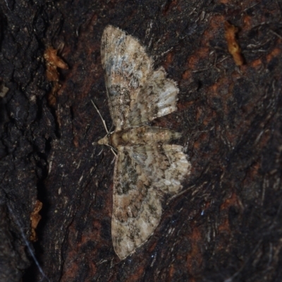 Chloroclystis catastreptes (Green and Brown Carpet) at Corio, VIC - 4 Dec 2010 by WendyEM