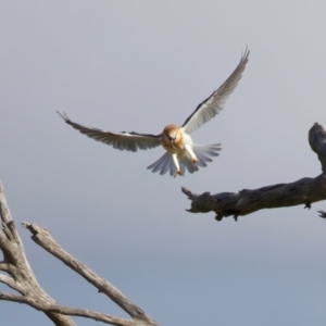 Elanus axillaris at Goorooyarroo NR (ACT) - 7 Jul 2024