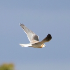 Elanus axillaris at Goorooyarroo NR (ACT) - 7 Jul 2024