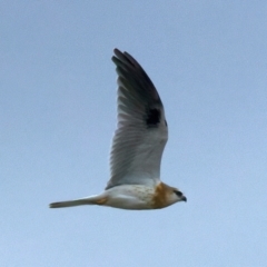 Elanus axillaris at Goorooyarroo NR (ACT) - 7 Jul 2024