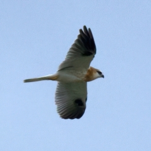 Elanus axillaris at Goorooyarroo NR (ACT) - 7 Jul 2024