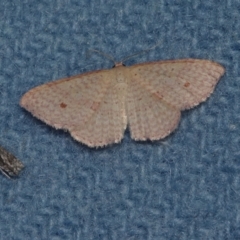 Epicyme rubropunctaria (Red-spotted Delicate) at Corio, VIC - 4 Dec 2010 by WendyEM