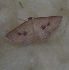 Epicyme rubropunctaria (Red-spotted Delicate) at Corio, VIC - 4 Dec 2010 by WendyEM