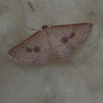 Epicyme rubropunctaria (Red-spotted Delicate) at Corio, VIC - 4 Dec 2010 by WendyEM