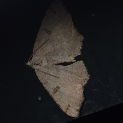 Dissomorphia australiaria (Dashed Geometrid, Ennominae) at Corio, VIC - 4 Dec 2010 by WendyEM