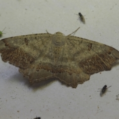 Dissomorphia australiaria (Dashed Geometrid, Ennominae) at Corio, VIC - 4 Dec 2010 by WendyEM