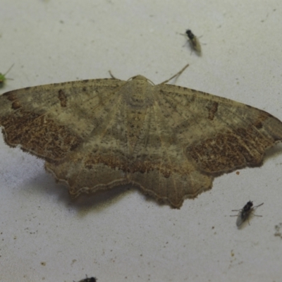 Dissomorphia australiaria (Dashed Geometrid, Ennominae) at Corio, VIC - 5 Dec 2010 by WendyEM