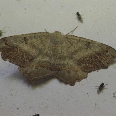 Dissomorphia australiaria (Dashed Geometrid, Ennominae) at Corio, VIC - 4 Dec 2010 by WendyEM