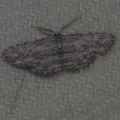 Phelotis cognata (Long-fringed Bark Moth) at Corio, VIC - 5 Dec 2010 by WendyEM