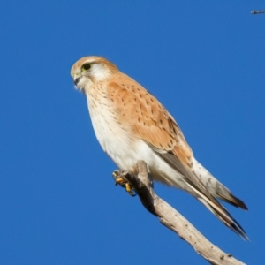 Falco cenchroides at Pialligo, ACT - suppressed